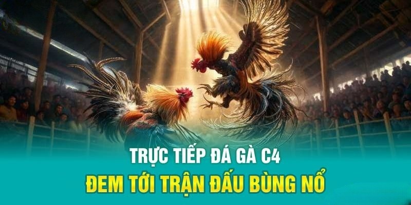 Đá gà trực tiếp C4